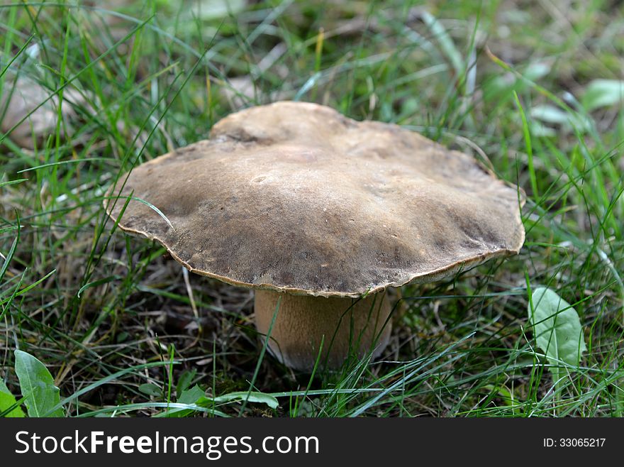 A big mushroom in a park in Antwerp, Belgium. A big mushroom in a park in Antwerp, Belgium.