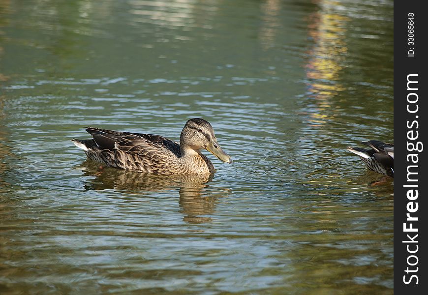 Wild duck floating on a pond. Wild duck floating on a pond