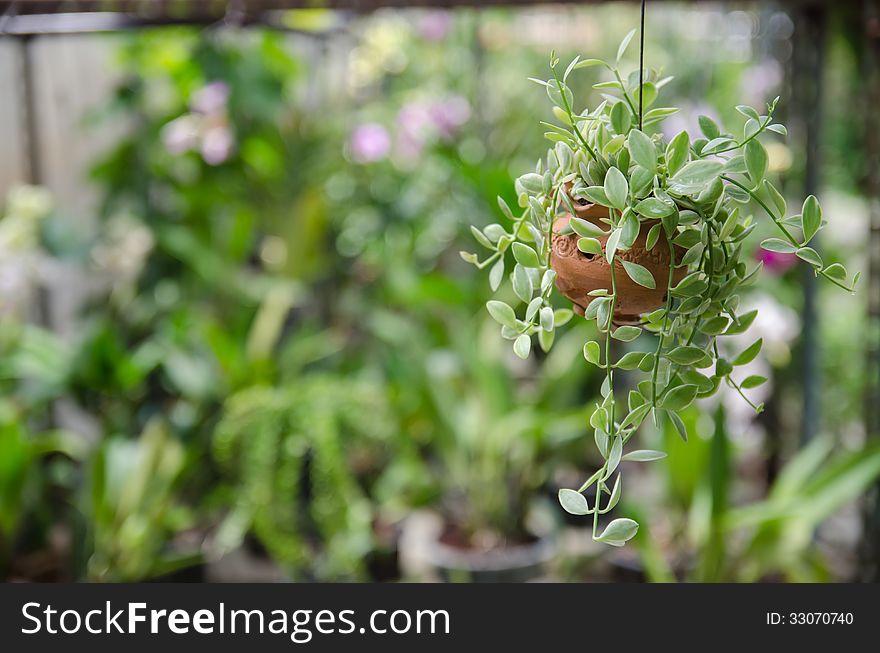 Small hanging plant for decoration