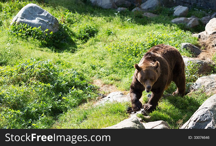 Brown bear is posing on the rock.