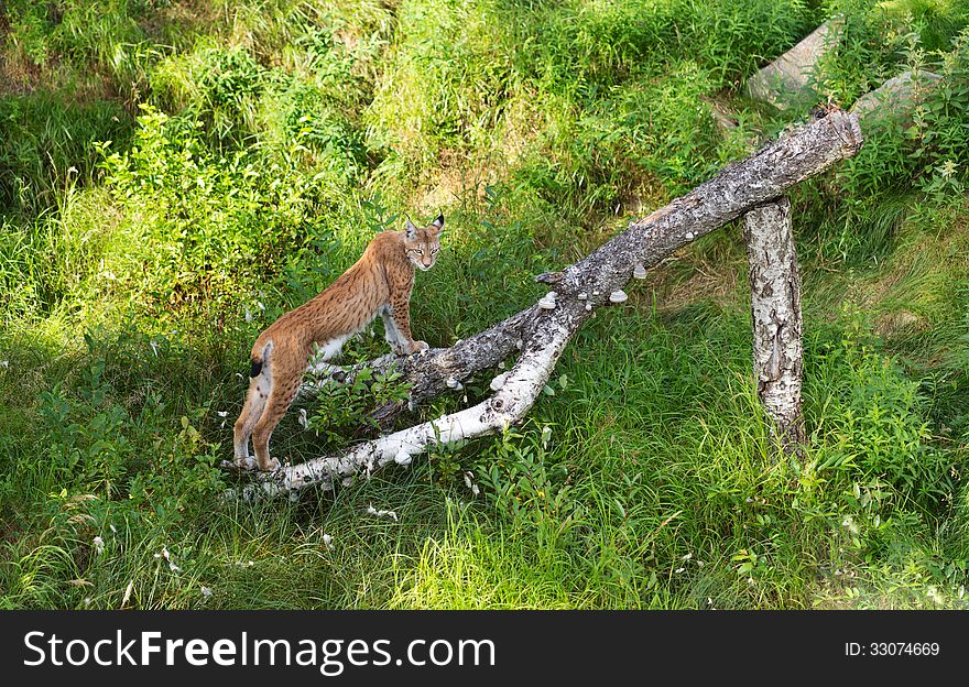 Portrait of Eurasian Lynx Standing in Grass on birch log in Afternoon Sunshine. Portrait of Eurasian Lynx Standing in Grass on birch log in Afternoon Sunshine