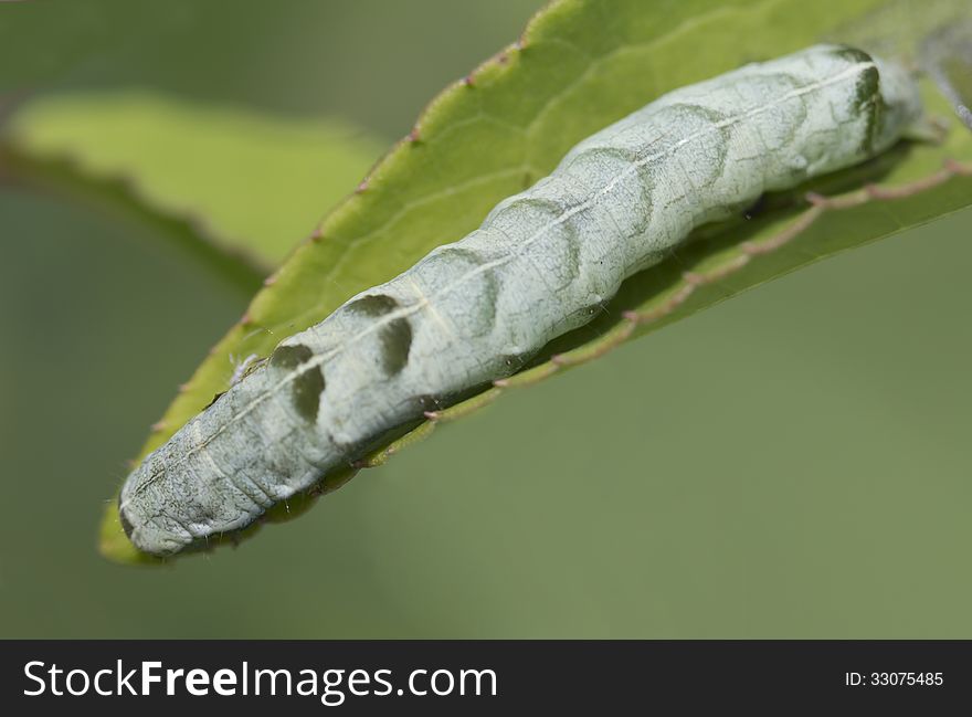 Caterpillar Abrostola Tripartita