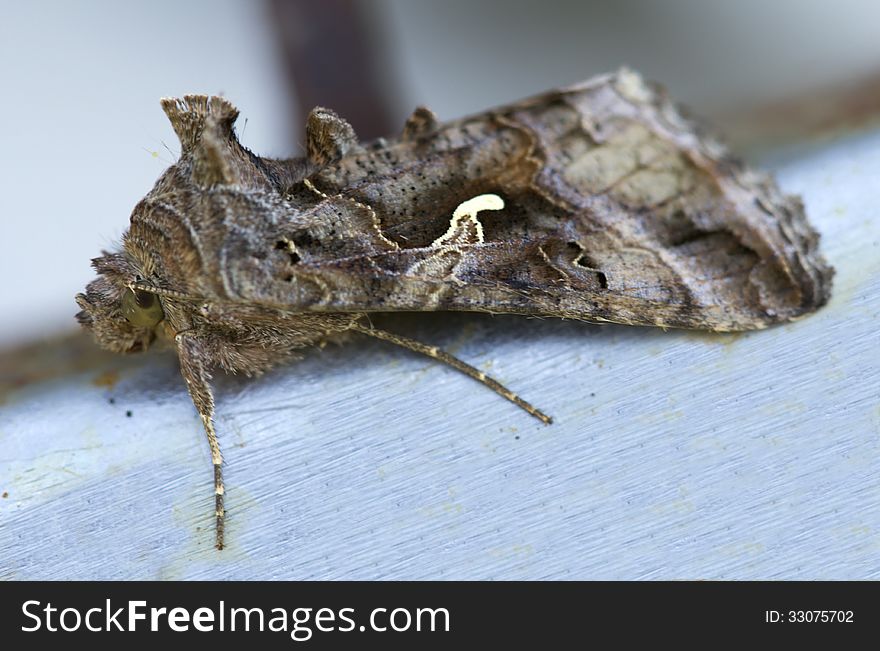 Night butterfly Scoop-gamma &#x28;Autographa gamma&#x29