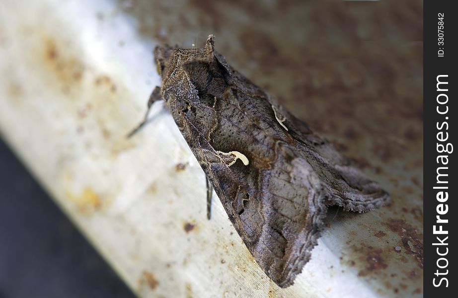 Night butterfly Scoop-gamma &#x28;Autographa gamma&#x29