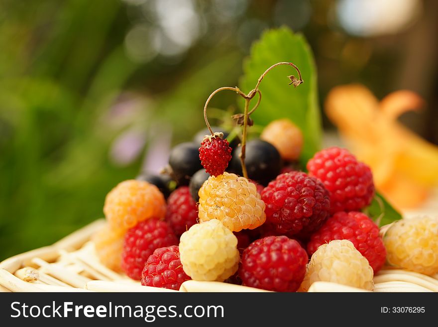 Still life of summer berries: white and red raspberry, currant and one strawberry. Still life of summer berries: white and red raspberry, currant and one strawberry