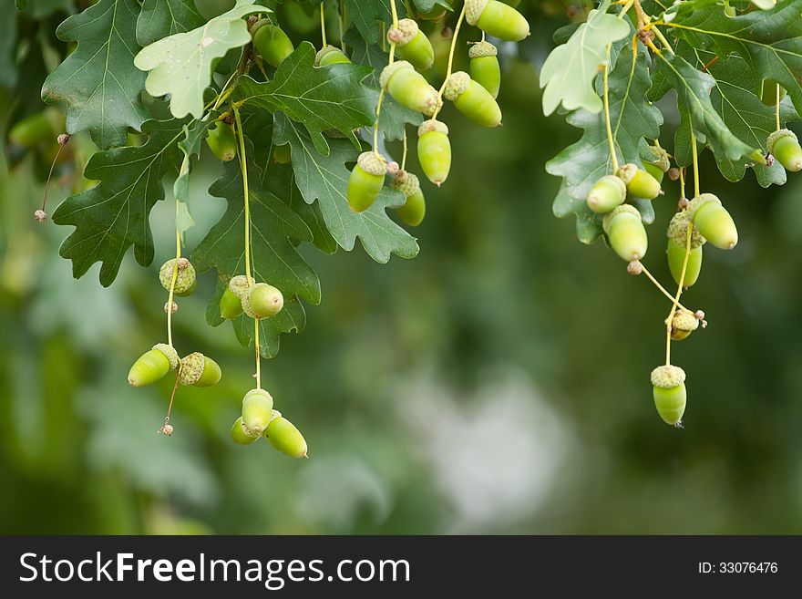 Oak branch and acorns