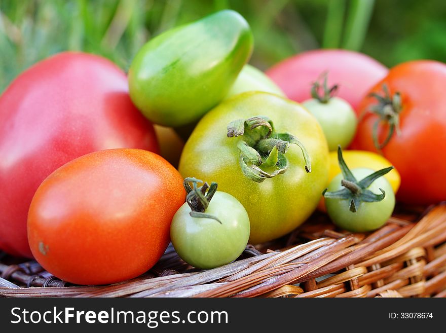 Still life of multicolored tomatoes and a wicker basket