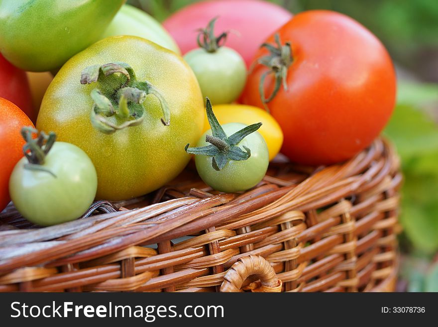 Still life of multicolored tomatoes and a wicker basket