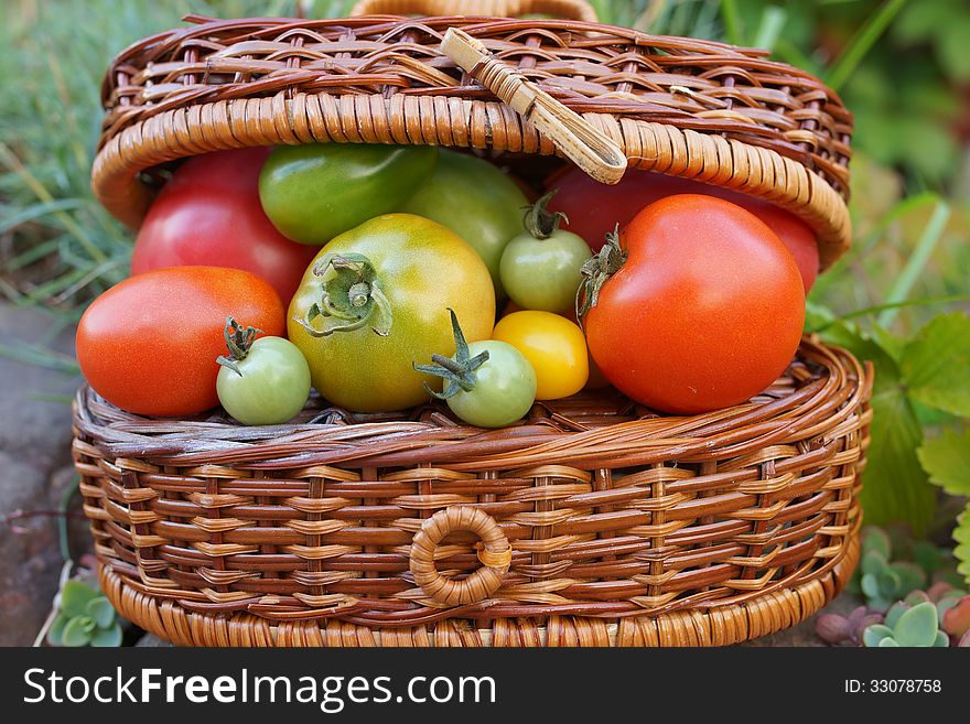 Still life of multicolored tomatoes and a wicker basket