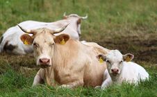 Two Cows Stock Photos