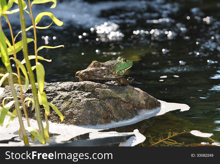 Frog sitting on a rock in backyard pond. Frog sitting on a rock in backyard pond.