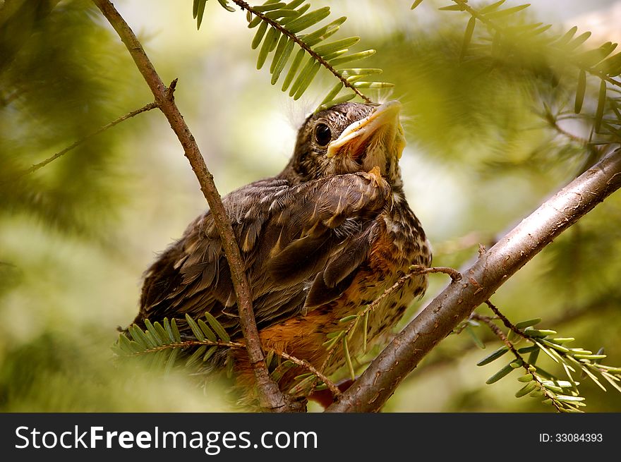 Baby Bird Sits On Branches-1