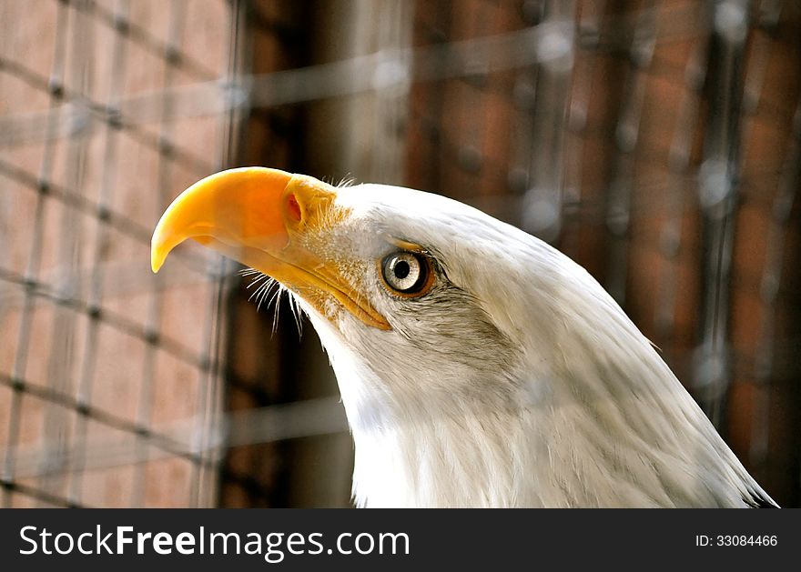 Bald Eagle in Rehabilitation Center1