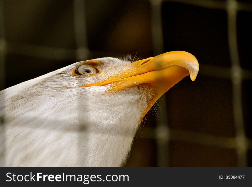 Bald Eagle In Rehabilitation Center1