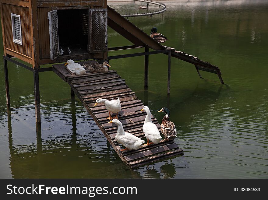 Some ducks are sunbathing in their wooden coop in a pond. Some ducks are sunbathing in their wooden coop in a pond.