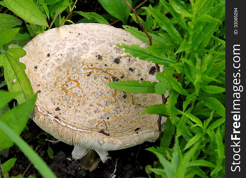 Horse Mushroom (Agaricus impudicus) on grassy lawn. Horse Mushroom (Agaricus impudicus) on grassy lawn.