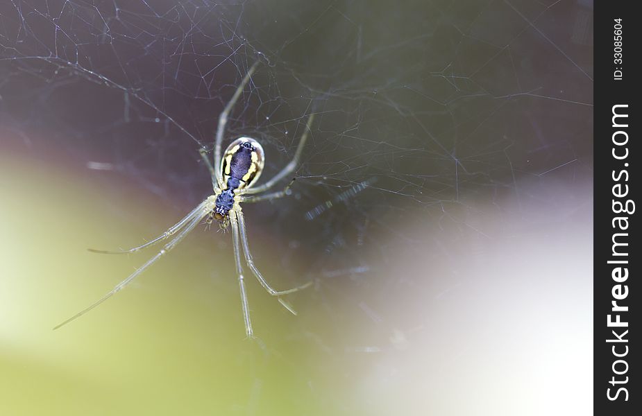 The Spider Family Linyphiidae