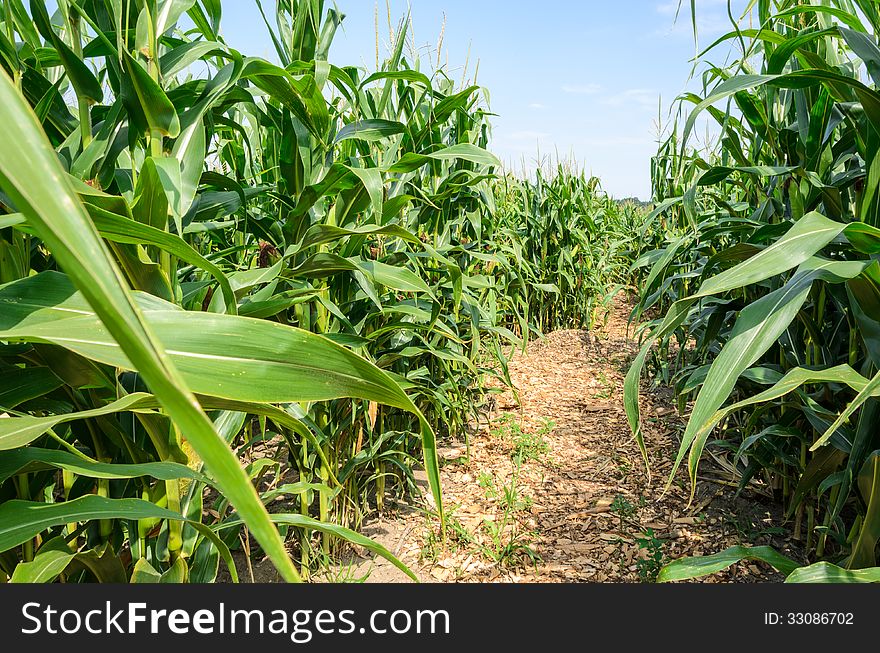 Field of Sweet corn with path. Field of Sweet corn with path