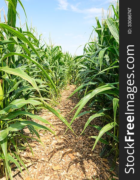 Field of Sweet corn with path. Field of Sweet corn with path