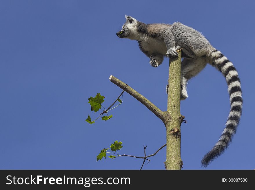 Cute tailed lemur in spring nature. Cute tailed lemur in spring nature