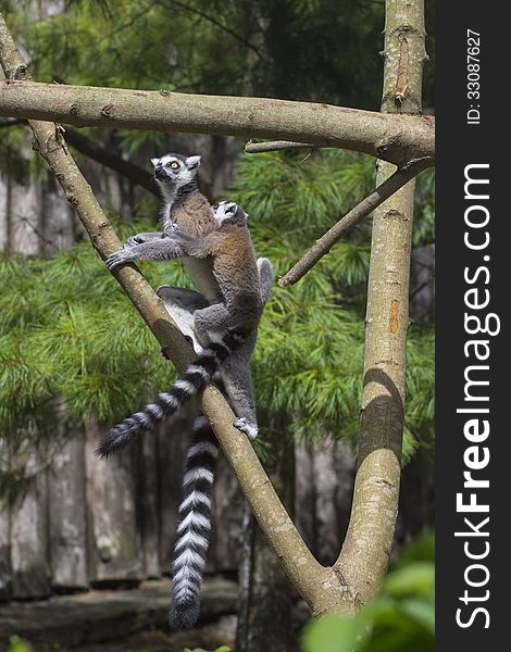 Cute tailed lemur in spring nature. Cute tailed lemur in spring nature