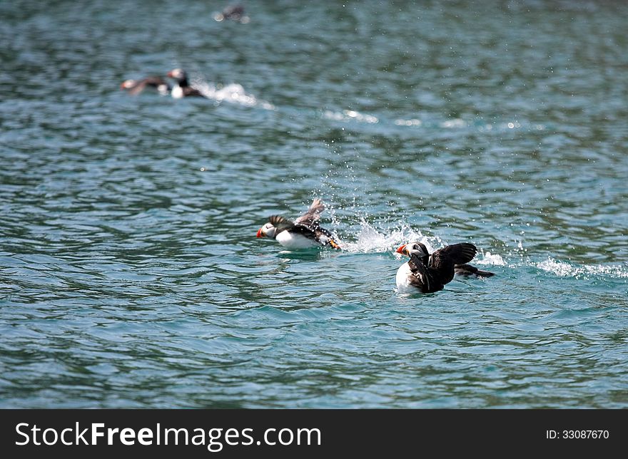 Young Puffins In The Atlantic Ocean