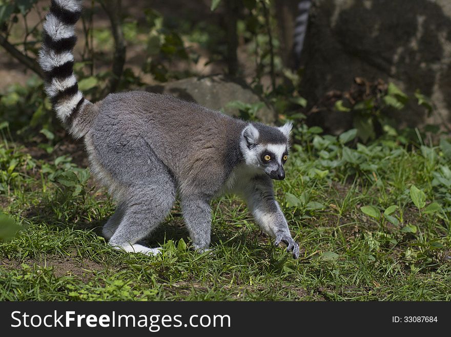 Ring-tailed Lemur