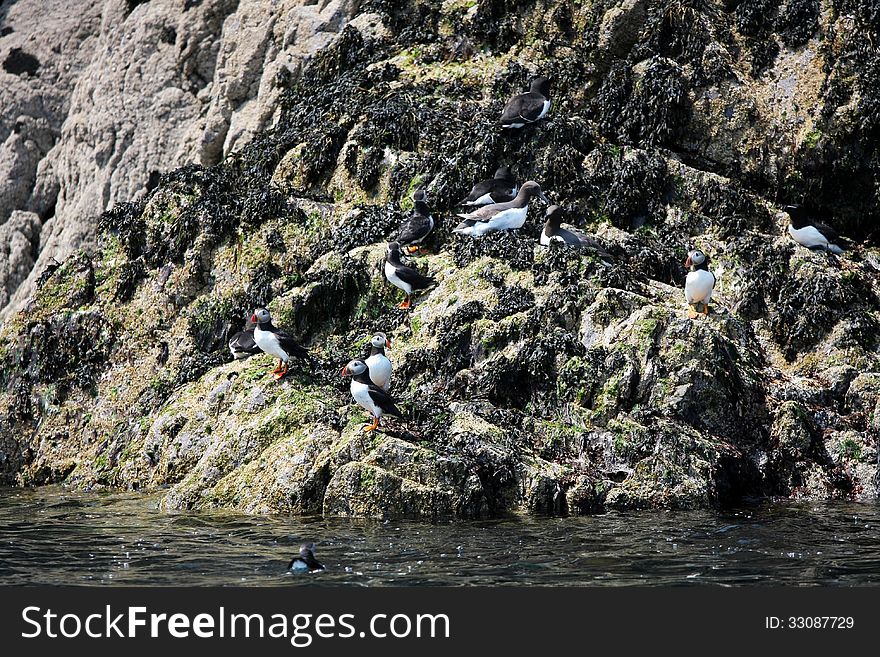 Young puffins in Celtic Sea near Skomer Island. Young puffins in Celtic Sea near Skomer Island