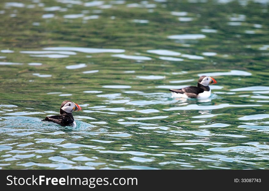 Young puffins in Atlantic Ocean, Celtic Sea near Skomer Island. Young puffins in Atlantic Ocean, Celtic Sea near Skomer Island