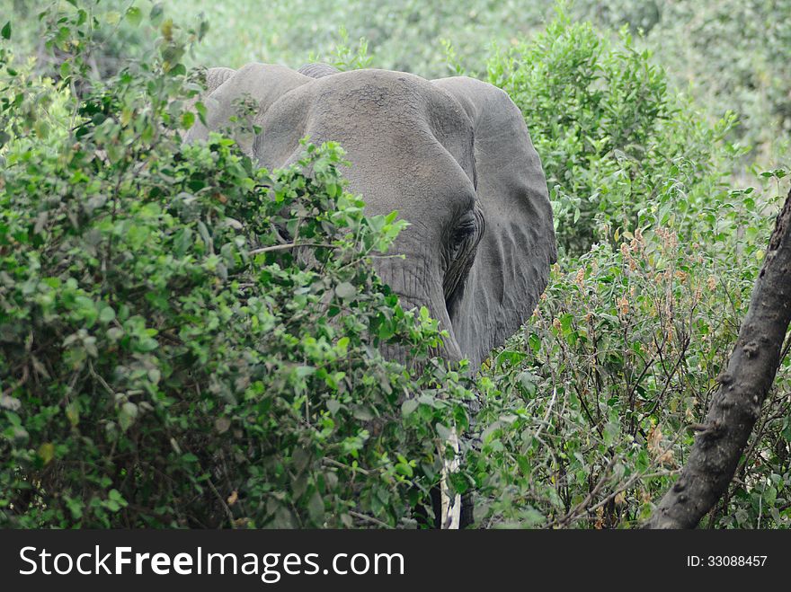 The big elephant hidden in the trees in Africa