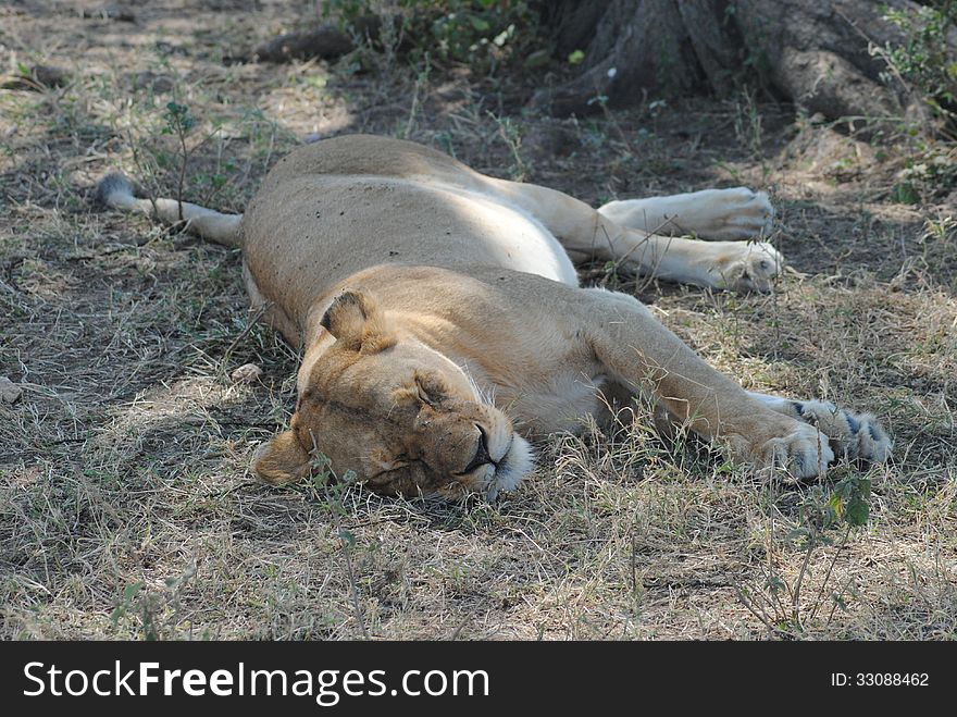 The lioness sleeping in the park in Africa