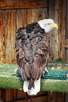 Rescued Bald Eagle In Territorial Posture Stock Images