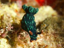 Nembrotha Kubaryana Stock Photos Nembrotha Kubaryana Stock Photos