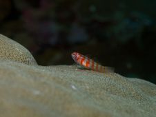 Red Banded Pygmy Goby Stock Photography