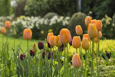 Orange Tulips Royalty Free Stock Image