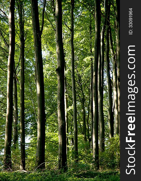 The Beech Forest