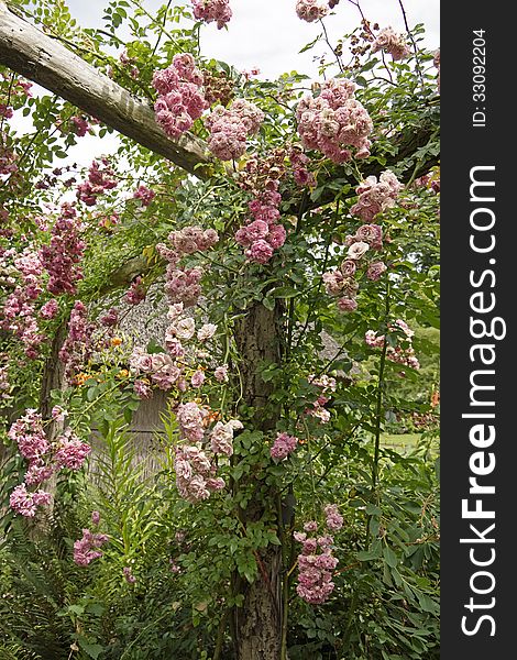 Pink roses on a pergola