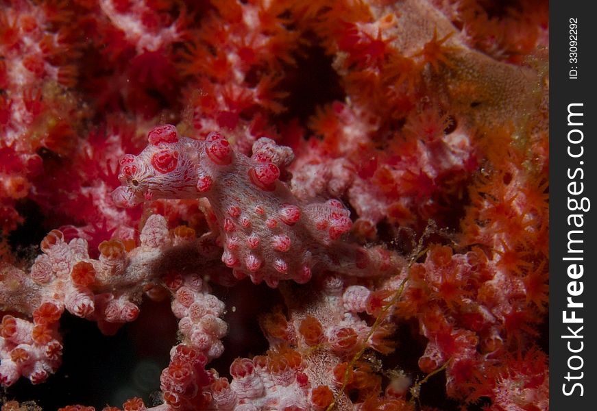 Macro portrait of a Bargibanti Pygmy Seahorse camouflaged against host sea fan. Macro portrait of a Bargibanti Pygmy Seahorse camouflaged against host sea fan