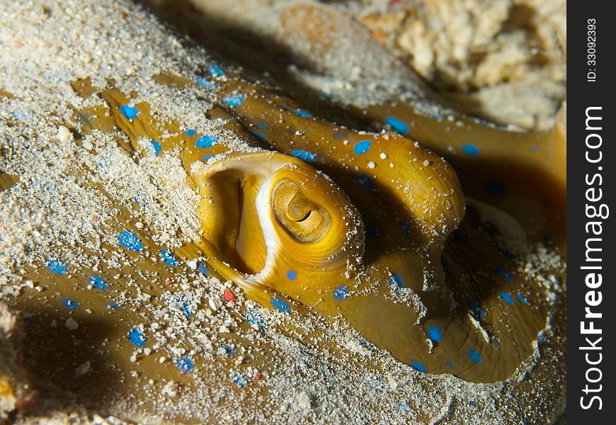 Macro close-up of Bluespotted Ribbontail Ray