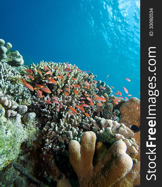 Anthias in the foreground of a typical wide-angle view of Bunaken's reeftop. Anthias in the foreground of a typical wide-angle view of Bunaken's reeftop