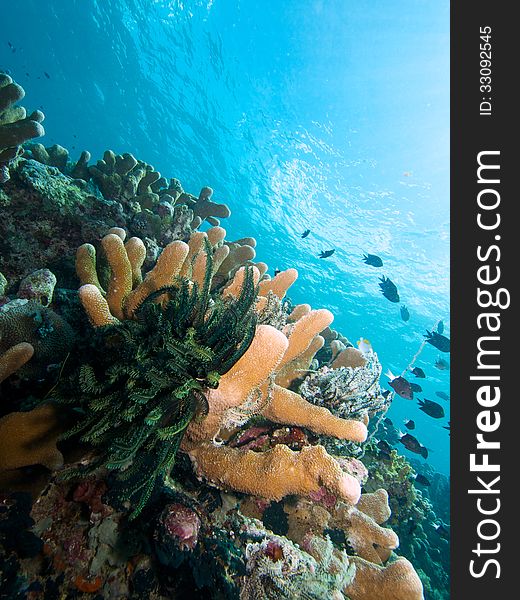 Typical wide-angle view of Bunaken's reef. Typical wide-angle view of Bunaken's reef