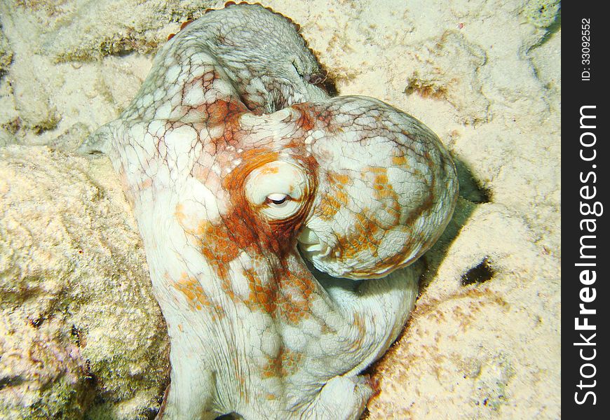 Portrait of a Caribbean Octopus