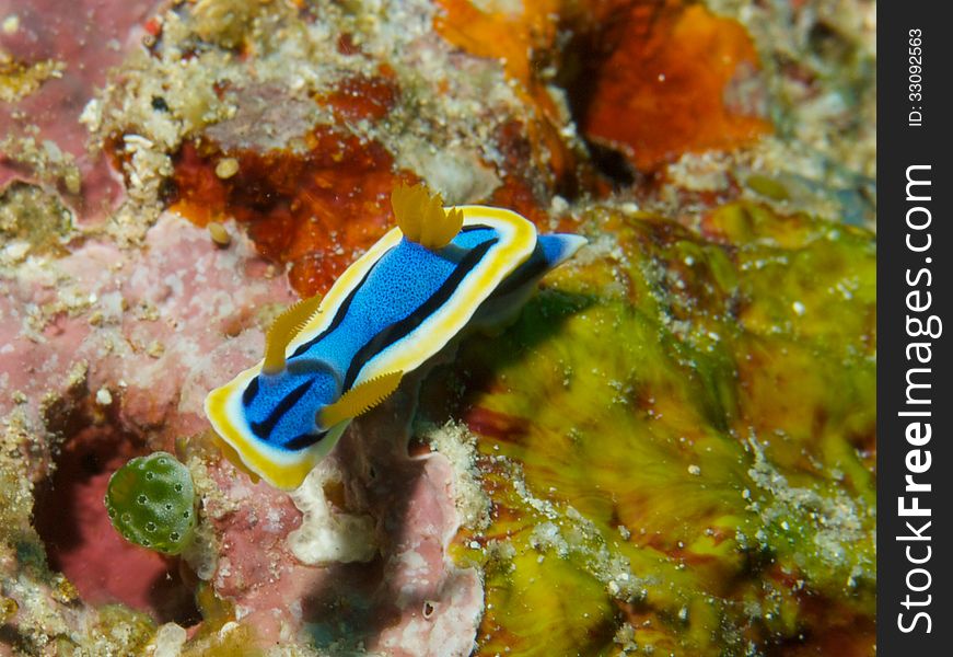 Macro portrait of Chromodoris annae