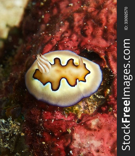 Chromodoris Coi