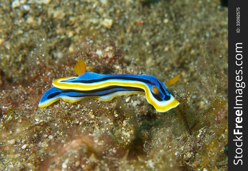 Macro portrait of Chromodoris annae