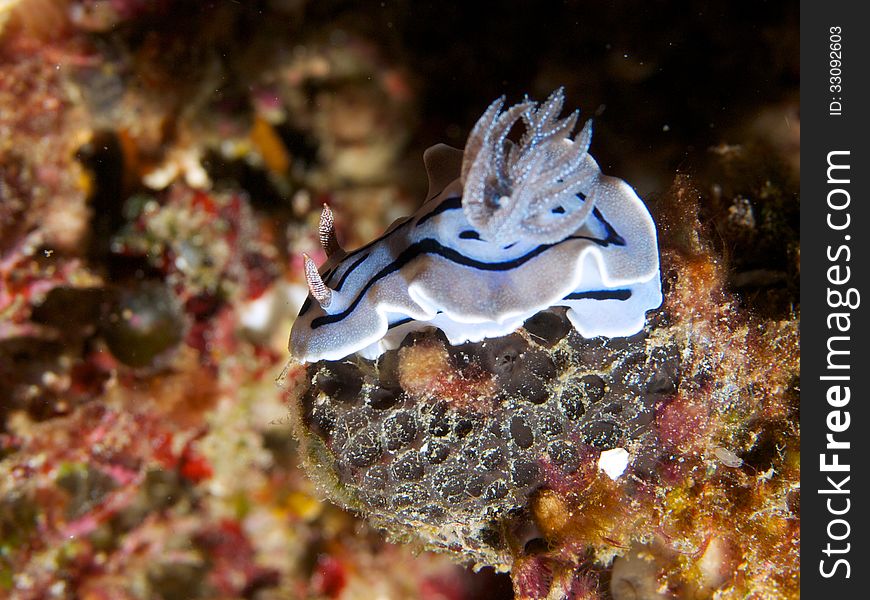 Close-up of Chromodoris willani