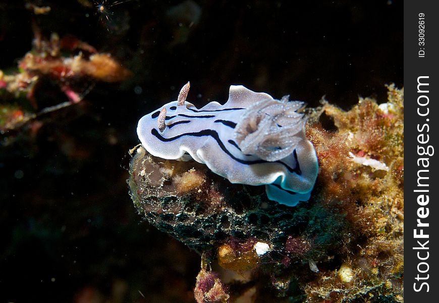 Close-up of Chromodoris willani