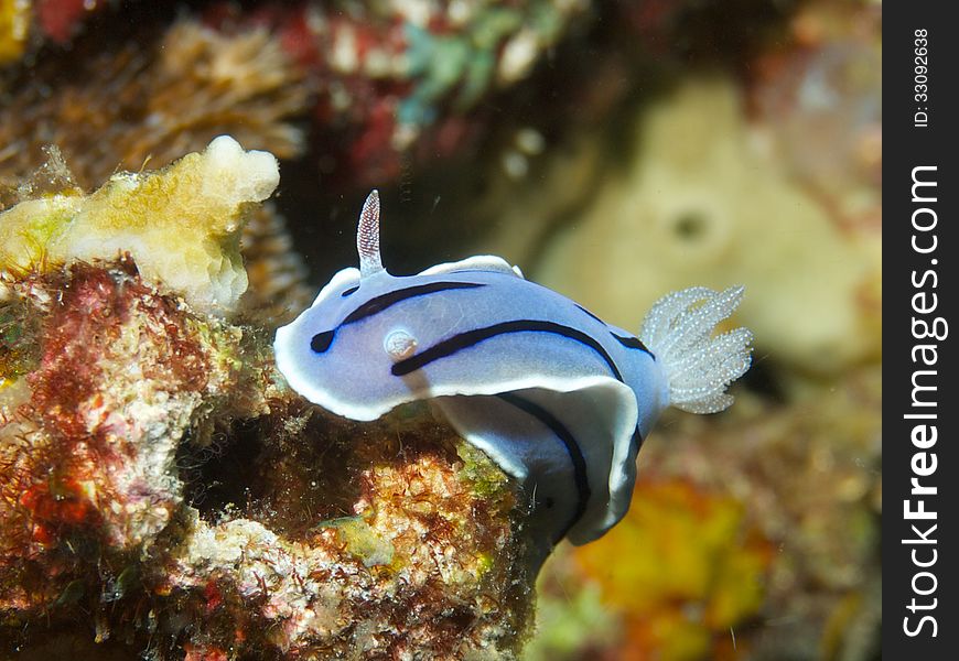 Close-up of Chromodoris willani