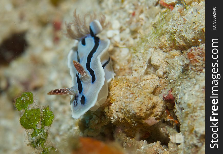 Close-up of Chromodoris willani