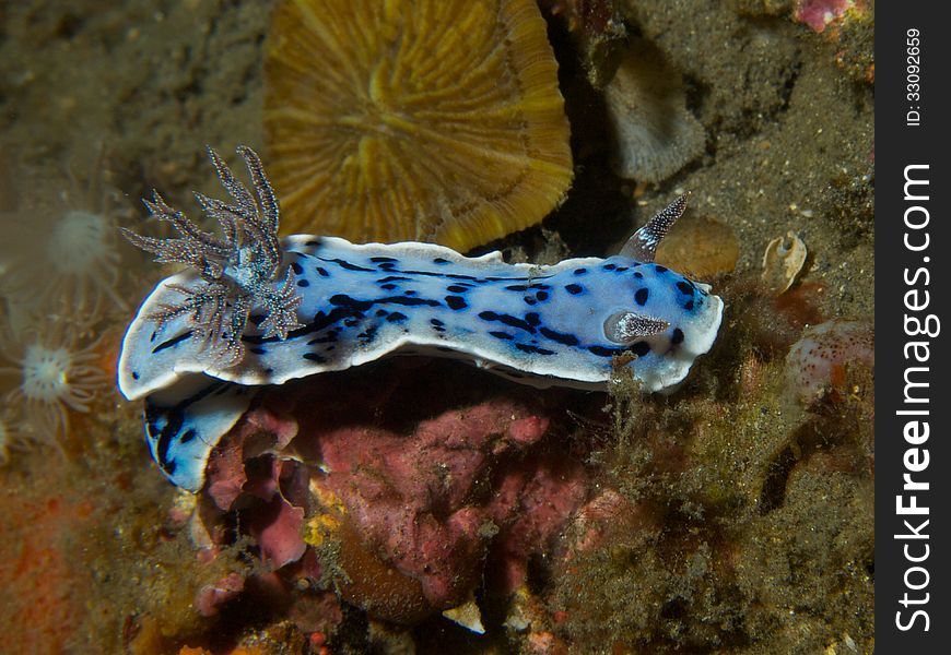 Macro portrait of Chromodoris willani